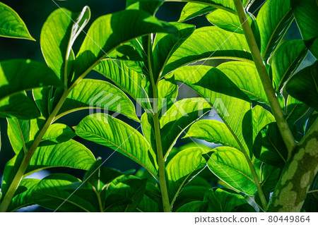 Green leaves of amorphophallus konjac. 80449864