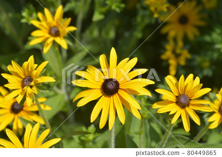 Deams coneflower Deams coneflower 80449865