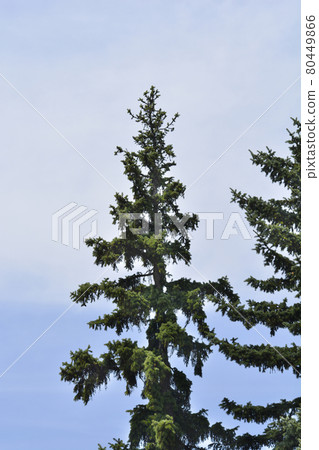 Colorado blue spruce Colorado blue spruce 80449866