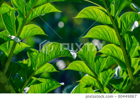 Green leaves of amorphophallus konjac. Green leaves of amorphophallus konjac. 80449867