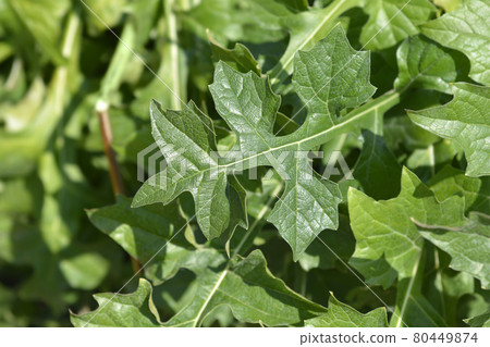 Balkan bears breeches 80449874