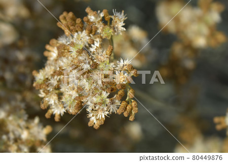 Italian everlasting seeds Italian everlasting seeds 80449876