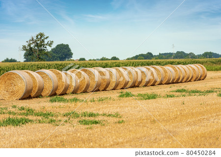 Hay Bales in a Row in a Summer Sunny Day - Padan Plain Italy Hay Bales in a Row in a Summer Sunny Day - Padan Plain Italy 80450284