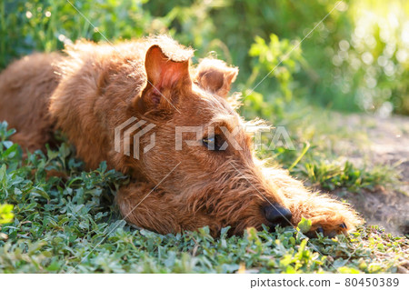 Gorgeous beautiful purebred young obedient Irish Terrier dog with a wise smart serious look lies in the grass in nature outdoors in summer Gorgeous beautiful purebred young obedient Irish Terrier dog with a wise smart serious look lies in the grass in nature outdoors in summer 80450389