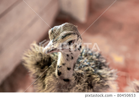 Cute ostrich chicks [Ostriches] 80450653
