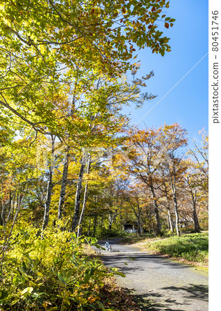 Autumn leaves walking path (Oyama Kagamiganaru) Autumn leaves walking path (Oyama Kagamiganaru) 80451746