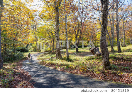 Autumn leaves walking path (Oyama Kagamiganaru) Autumn leaves walking path (Oyama Kagamiganaru) 80451819