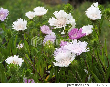 Stokesia Stokesia 80451867