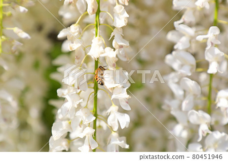 扶餘的花和蜜蜂 80451946