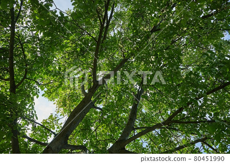 Spring Green Leaves 80451990