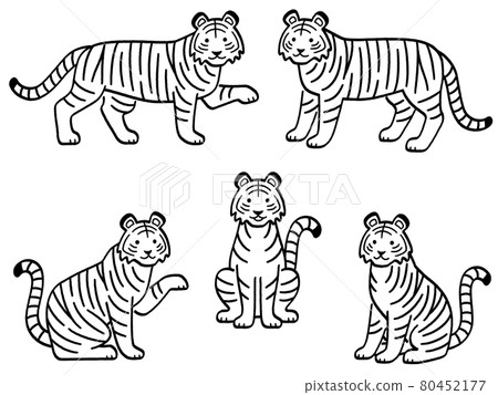 Tiger hand drawn line drawing illustration set 80452177