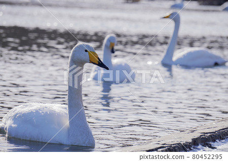 Great swans Great swans 80452295