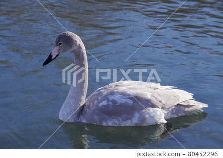 Whooper swan cub Whooper swan cub 80452296