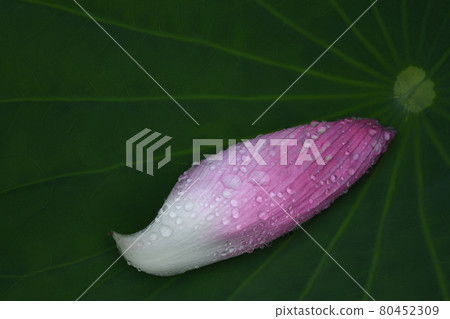 Lotus petals 80452309