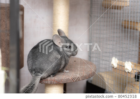 [Pet] Chinchilla Standard Gray [Animal] 80452318