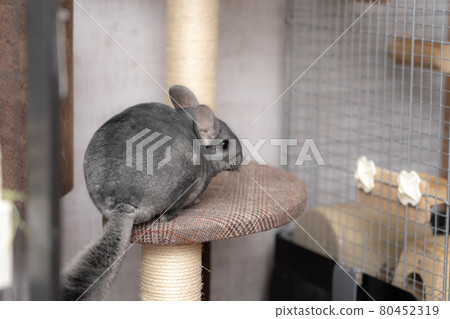 [Pet] Chinchilla Standard Gray [Animal] 80452319