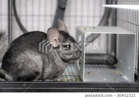 [Pet] Chinchilla Standard Gray [Animal] 80452321