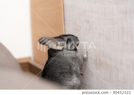[Pet] Chinchilla Standard Gray [Animal] 80452322