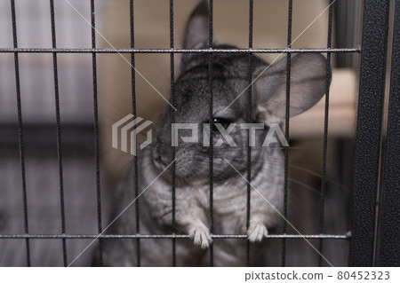 【寵物】龍貓標準灰【動物】 80452323