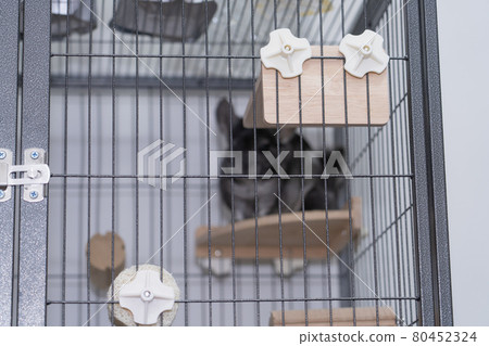 [Pet] Chinchilla Standard Gray [Animal] 80452324