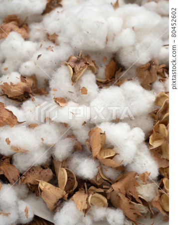 Cotton seed 80452602