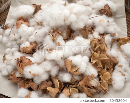 Cotton seed 80452604