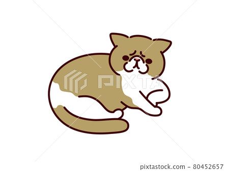 簡單可愛的貓 / 異國短毛貓插畫 簡單可愛的貓 / 異國短毛貓插畫 80452657