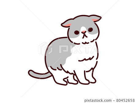 一隻簡單可愛的貓蘇格蘭折耳貓的插圖 80452658