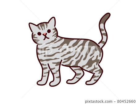簡單可愛的貓 / 美國短毛貓插畫 80452660