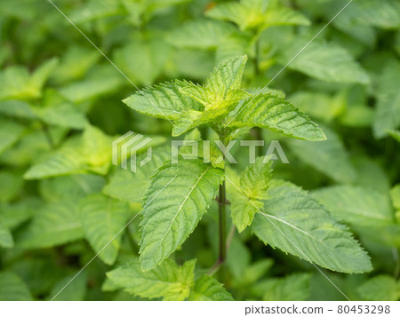 加拿大薄荷 80453298