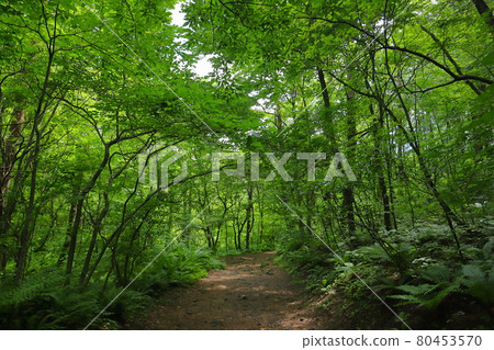 Goshikinuma Lakes, Kitashiobara Village, Yama District, Fukushima Prefecture Goshikinuma Nature Exploration Road 80453570