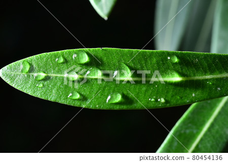 water droplets on green leaf black background 80454136