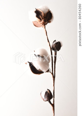 Cotton landscape 80454260