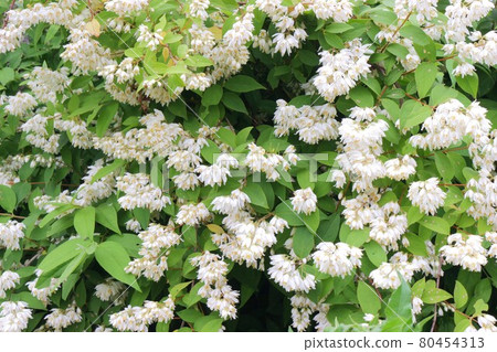 White flowers blooming in the field in early summer White flowers blooming in the field in early summer 80454313