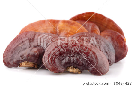 Lingzhi Mushroom Ganoderma Lucidum Isolated on white background 80454428