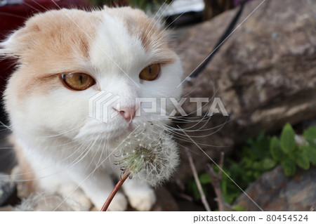 Dandelion fluff and cat Dandelion fluff and cat 80454524
