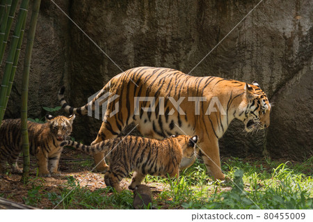 Walking Amur tiger parent and child Walking Amur tiger parent and child 80455009