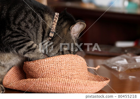 鳥取走了四季愛貓 80455218