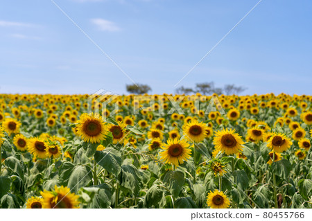 愛知縣夏季觀光農場花卉廣場向日葵田 80455766