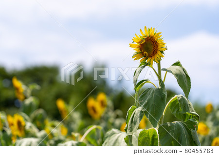 Aichi Prefecture Summer Tourist Farm Flower Plaza Sunflower Field 80455783