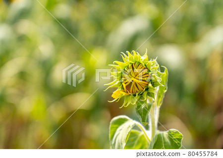 Aichi Prefecture Summer Tourist Farm Flower Plaza Sunflower Field Aichi Prefecture Summer Tourist Farm Flower Plaza Sunflower Field 80455784