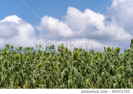 Aichi Prefecture Summer Tourist Farm Flower Plaza Sunflower Field Aichi Prefecture Summer Tourist Farm Flower Plaza Sunflower Field 80455785