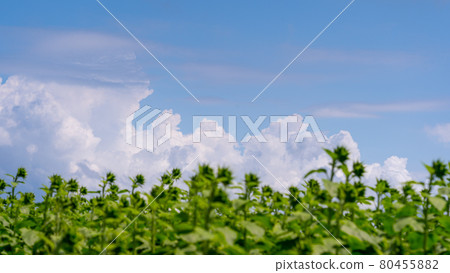 Aichi Prefecture Summer Tourist Farm Flower Plaza Sunflower Field Aichi Prefecture Summer Tourist Farm Flower Plaza Sunflower Field 80455882