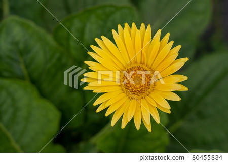 愛知縣夏季觀光農場花卉廣場向日葵田 80455884