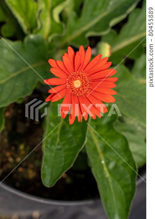 Aichi Prefecture Summer Tourist Farm Flower Plaza Sunflower Field 80455889