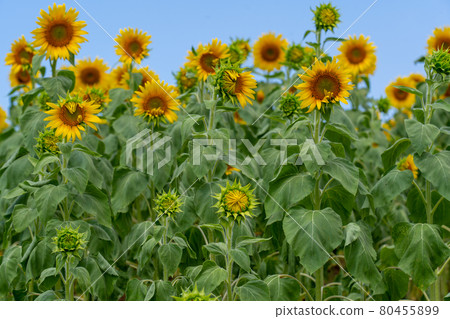 Aichi Prefecture Summer Tourist Farm Flower Plaza Sunflower Field 80455899