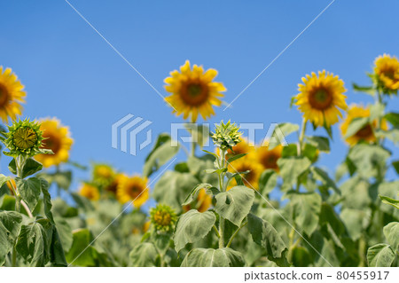 Aichi Prefecture Summer Tourist Farm Flower Plaza Sunflower Field Aichi Prefecture Summer Tourist Farm Flower Plaza Sunflower Field 80455917