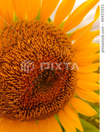 Summer sunflowers growing steadily toward the sun 80455933