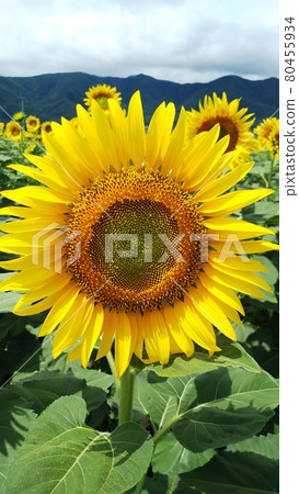 Summer sunflowers growing steadily toward the sun Summer sunflowers growing steadily toward the sun 80455934