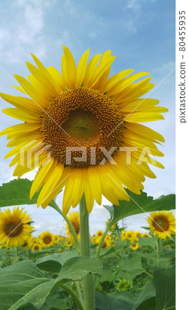 Summer sunflowers growing steadily toward the sun Summer sunflowers growing steadily toward the sun 80455935